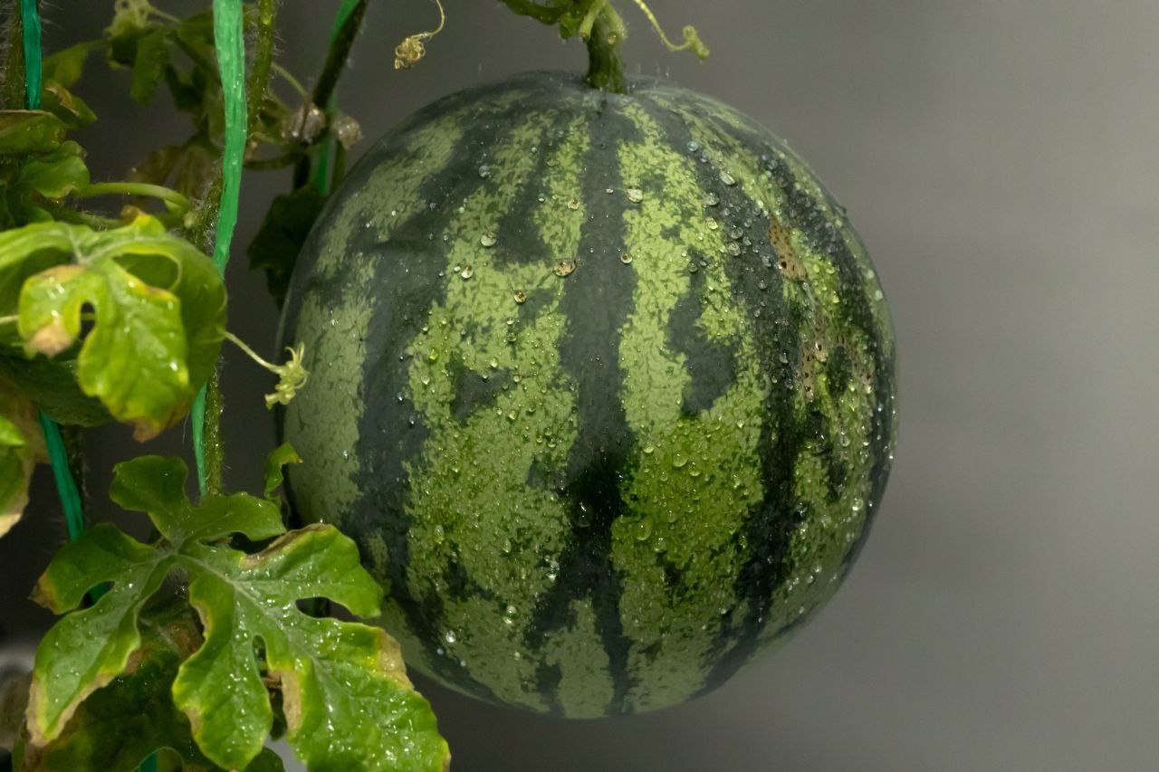 В Антарктиде выросли арбузы В Антарктиде выросли арбузы