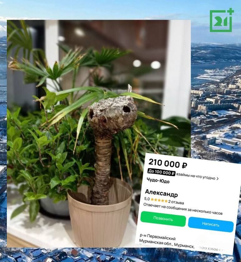 В Мурманске продают «Чудо-Юдо» за 210.000 рублей