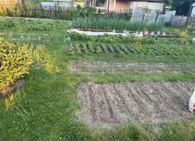 Как навсегда избавиться от тли: простое решение с Имидаклопридом