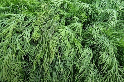 Как сохранить свежесть летней зелени до весны: простой метод с оливковым маслом