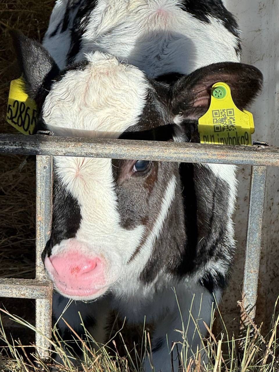 Доброе утро, Заполярье!. Наши заполярные буренки в перерывах от работы любят попозировать для фото Доброе утро, Заполярье!. Наши заполярные буренки в перерывах от работы любят попозировать для фото