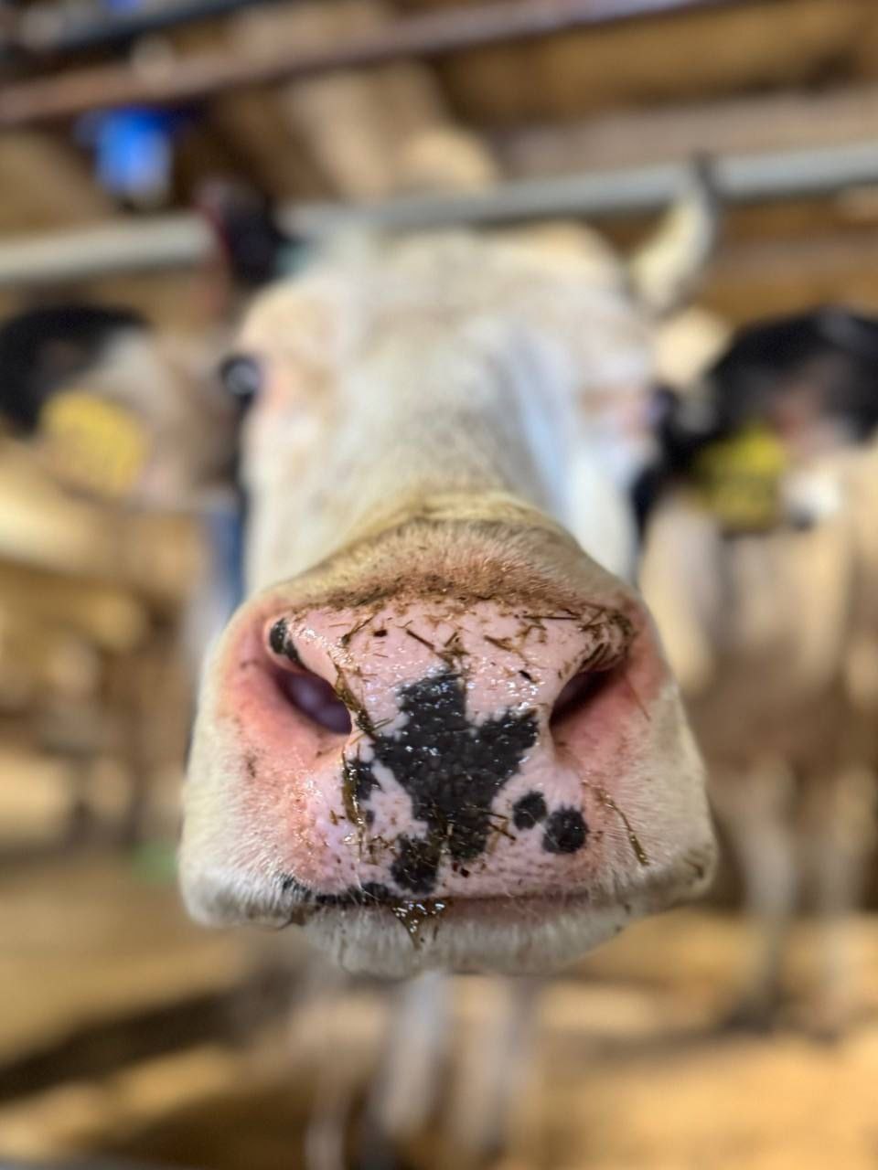 Доброе утро, Заполярье!. Наши заполярные буренки в перерывах от работы любят попозировать для фото Доброе утро, Заполярье!. Наши заполярные буренки в перерывах от работы любят попозировать для фото