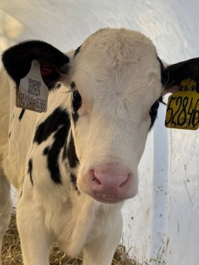 Доброе утро, Заполярье!. Наши заполярные буренки в перерывах от работы любят попозировать для фото