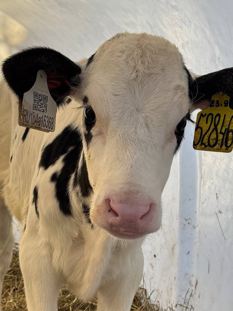 Доброе утро, Заполярье!. Наши заполярные буренки в перерывах от работы любят попозировать для фото