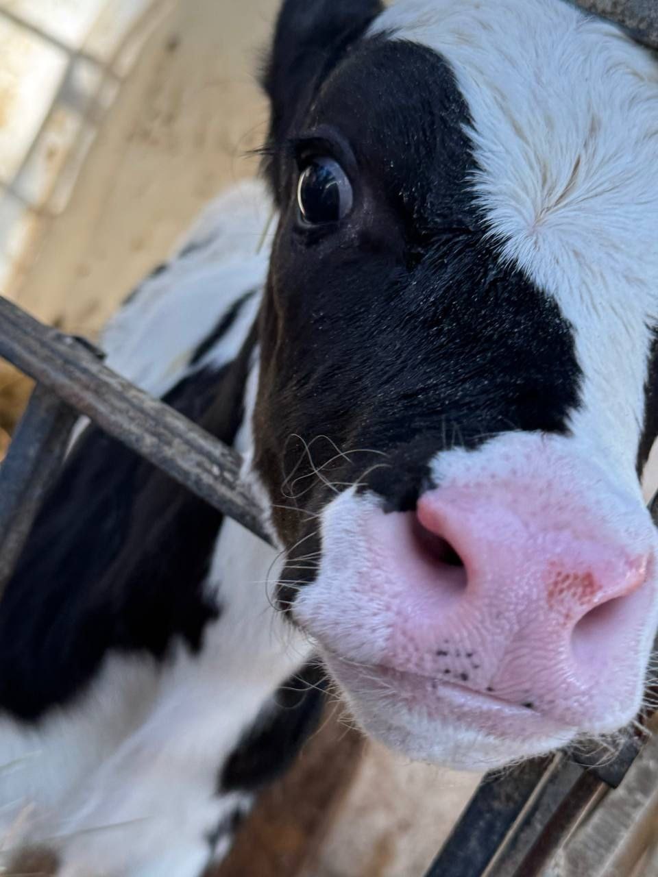 Доброе утро, Заполярье!. Наши заполярные буренки в перерывах от работы любят попозировать для фото Доброе утро, Заполярье!. Наши заполярные буренки в перерывах от работы любят попозировать для фото