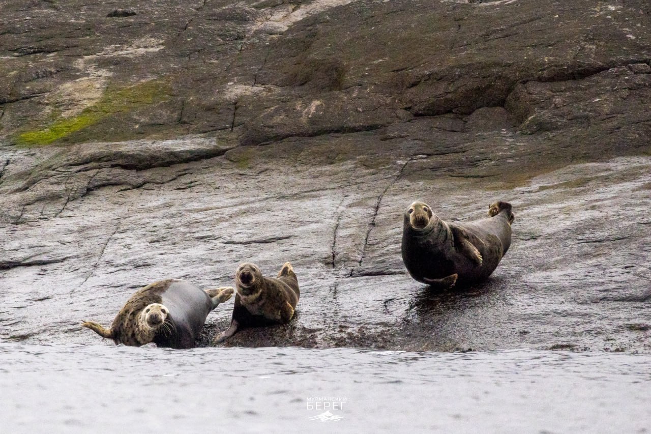 Доброе утро, Заполярье!. Осень на Мурманском побережье по-своему хороша – встречаются тюлени, а штормы приносят зрелищный прибой Доброе утро, Заполярье!. Осень на Мурманском побережье по-своему хороша – встречаются тюлени, а штормы приносят зрелищный прибой