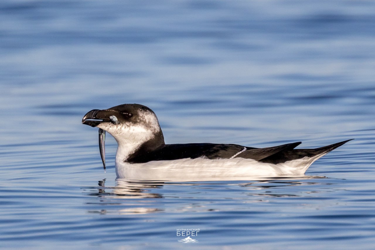 Доброе утро, Заполярье!. Осень на Мурманском побережье по-своему хороша – встречаются тюлени, а штормы приносят зрелищный прибой Доброе утро, Заполярье!. Осень на Мурманском побережье по-своему хороша – встречаются тюлени, а штормы приносят зрелищный прибой