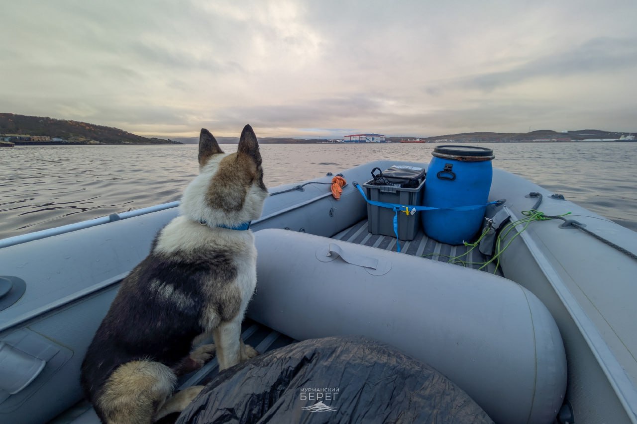 Доброе утро, Заполярье!. Осень на Мурманском побережье по-своему хороша – встречаются тюлени, а штормы приносят зрелищный прибой