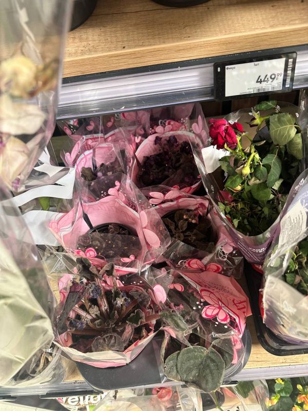 В Мурманске на витринах магазинов умирают цветы