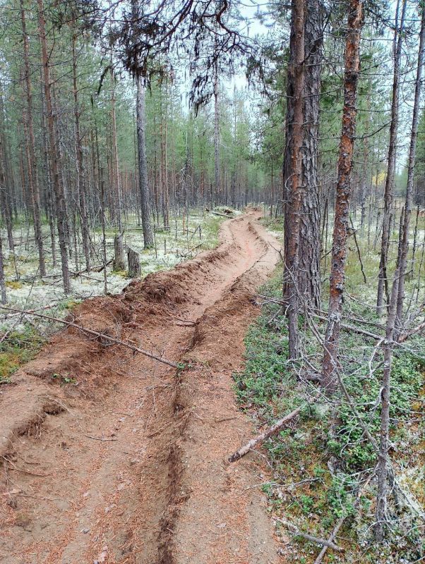 В Мурманской области в 2025 году в рамках противопожарной защиты лесов обустроено приведено в порядок 150 км минерализованных полос