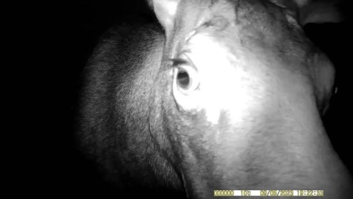 Лосиха устроила "инспекцию" камеры в Кандалакшском заповеднике