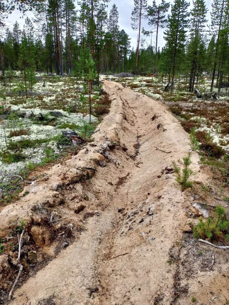 В Мурманской области в 2025 году в рамках противопожарной защиты лесов обустроено приведено в порядок 150 км минерализованных полос В Мурманской области в 2025 году в рамках противопожарной защиты лесов обустроено приведено в порядок 150 км минерализованных полос