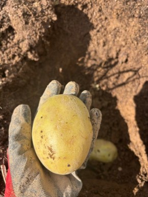 Как легко вырастить картошку: простые советы для каждого садовода