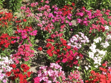 Как избежать распространенных ошибок при оформлении маленького сада и сделать его уютным