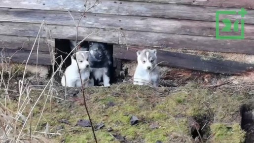 Доброе утро, Заполярье!. В старом доме недалеко от Умбы приютилась собачья семья – пятеро щенков и их заботливая мама