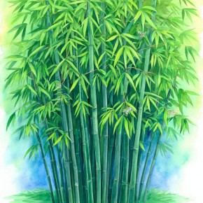 Бамбук: удивительное чудо природы с рекордным ростом