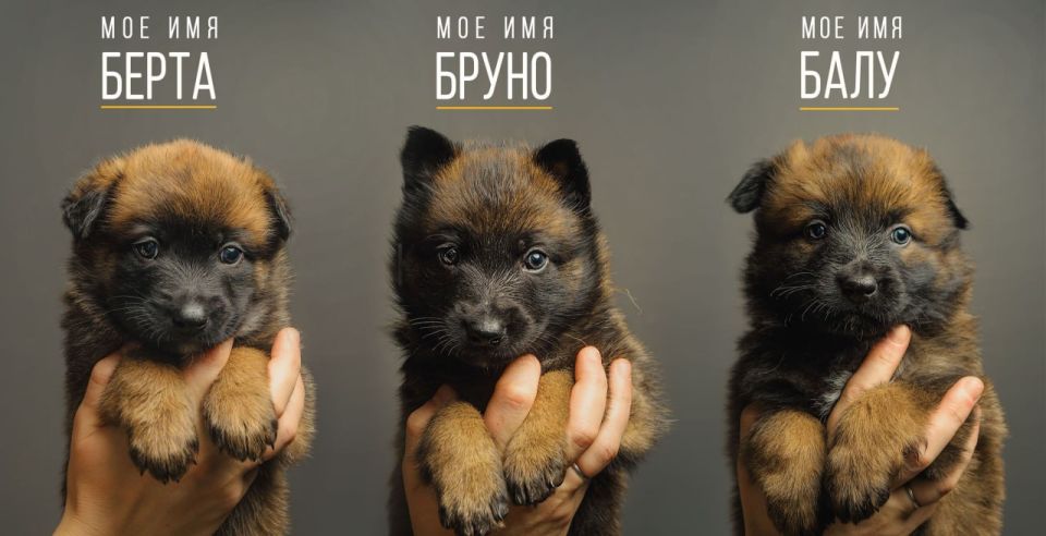 В Заполярье выбрали имена для будущих полицейских собак