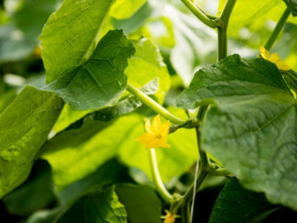 Огурцы и соседство: почему пространство на грядке имеет значение