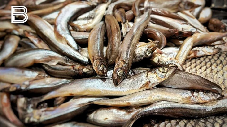 На Северном бассейне с начала 2025 года добыли более 290 тысяч тонн рыбы