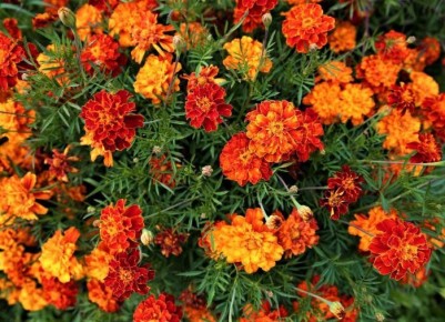 Секреты успешного выращивания бархатцев