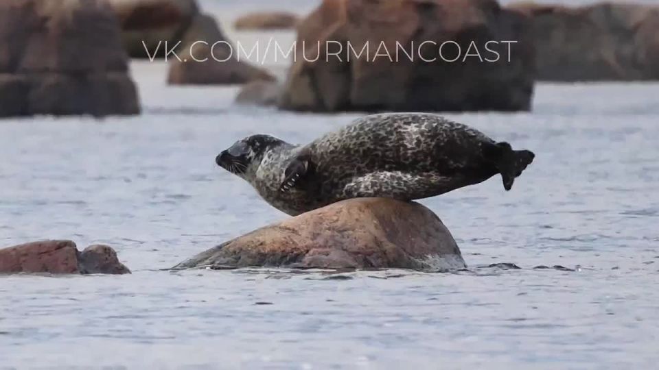 Доброе утро, Заполярье!. На устье реки Воронья северянину удалось снять пятнистого тюленя крупным планом