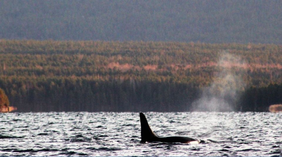 В Кандалакшском заливе заметили группу косаток