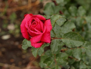 Как правильно обрезать розы весной: секреты здорового цветения