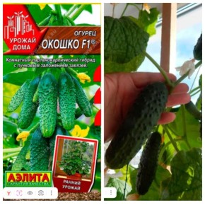 Огурцы на подоконнике: как вырастить зелёные деликатесы в домашних условиях