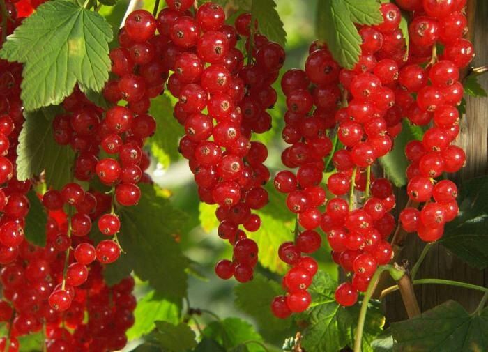 Секреты успешного выращивания смородины