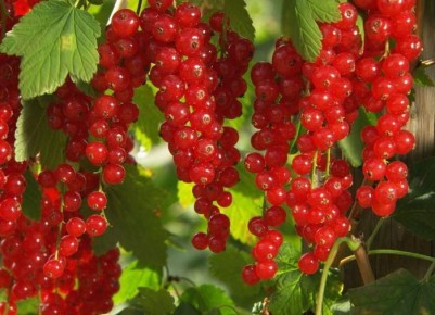 Секреты успешного выращивания смородины