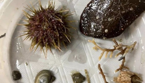 Туристы в Териберке озадачены «декором» в тарелке