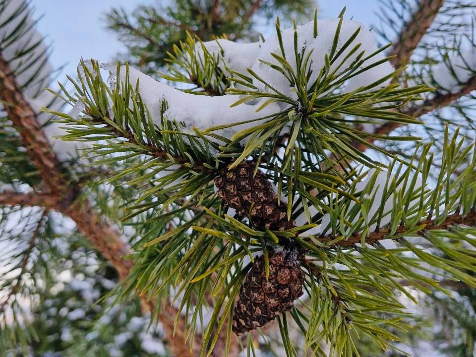 «Замело до крыш село Пулозеро