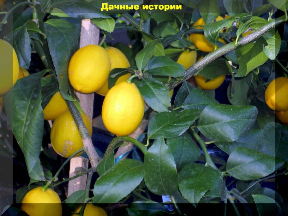 Секреты успешного выращивания цитрусовых в домашних условиях