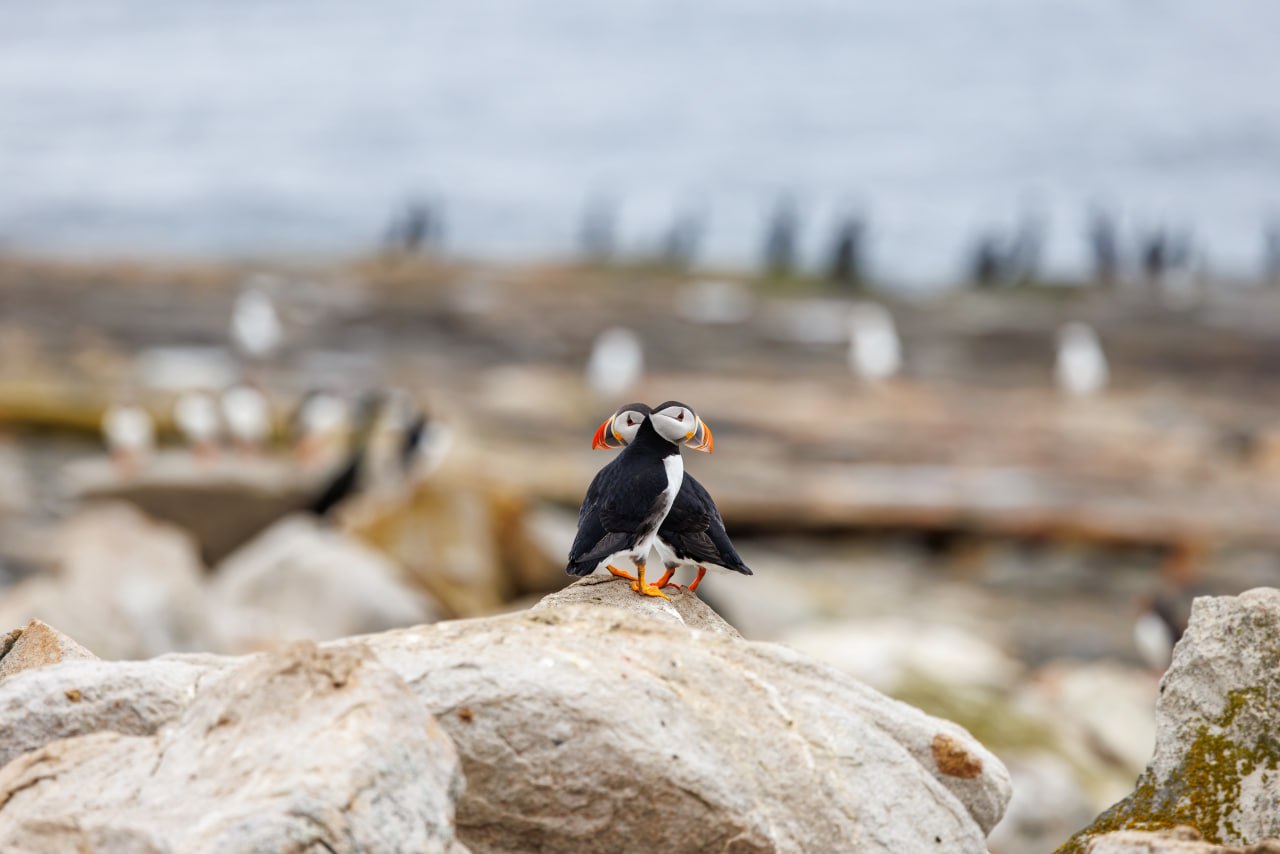 Доброе утро, Заполярье!. На прибрежных склонах Мурмана засняли парочку тупиков – забавных морских птиц с серьёзным видом и пухлыми щечками Доброе утро, Заполярье!. На прибрежных склонах Мурмана засняли парочку тупиков – забавных морских птиц с серьёзным видом и пухлыми щечками
