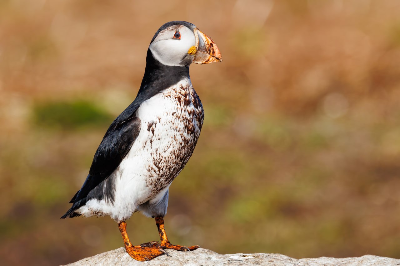 Доброе утро, Заполярье!. На прибрежных склонах Мурмана засняли парочку тупиков – забавных морских птиц с серьёзным видом и пухлыми щечками Доброе утро, Заполярье!. На прибрежных склонах Мурмана засняли парочку тупиков – забавных морских птиц с серьёзным видом и пухлыми щечками