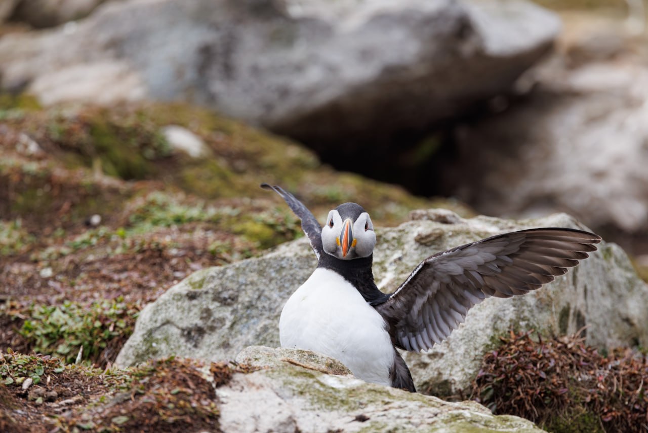 Доброе утро, Заполярье!. На прибрежных склонах Мурмана засняли парочку тупиков – забавных морских птиц с серьёзным видом и пухлыми щечками Доброе утро, Заполярье!. На прибрежных склонах Мурмана засняли парочку тупиков – забавных морских птиц с серьёзным видом и пухлыми щечками
