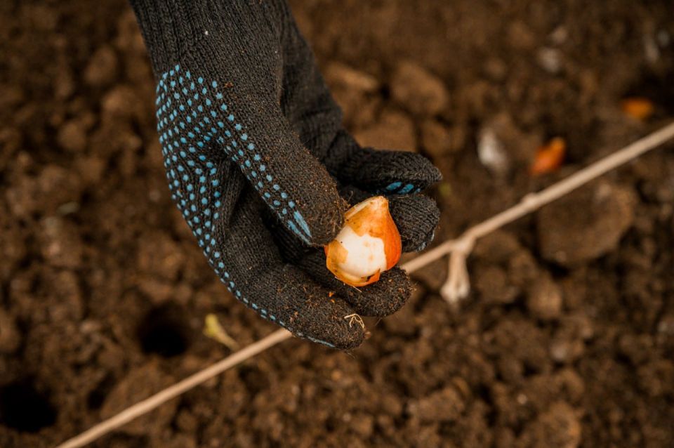 Специалисты МАУК «Мурманские городские парки и скверы» приступили к высадке 14945 луковиц тюльпанов, которые украсят городские клумбы следующим летом, создав яркие и радостные акценты для жителей и гостей Мурманска
