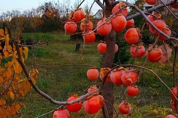 Сладкий вкус хурмы Сосновская: как вырастить этот урожайный сорт в своем участке