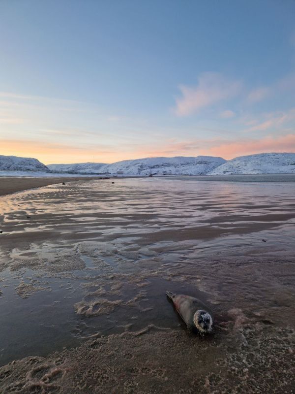 Раненого тюленя нашли на берегу моря в Териберке