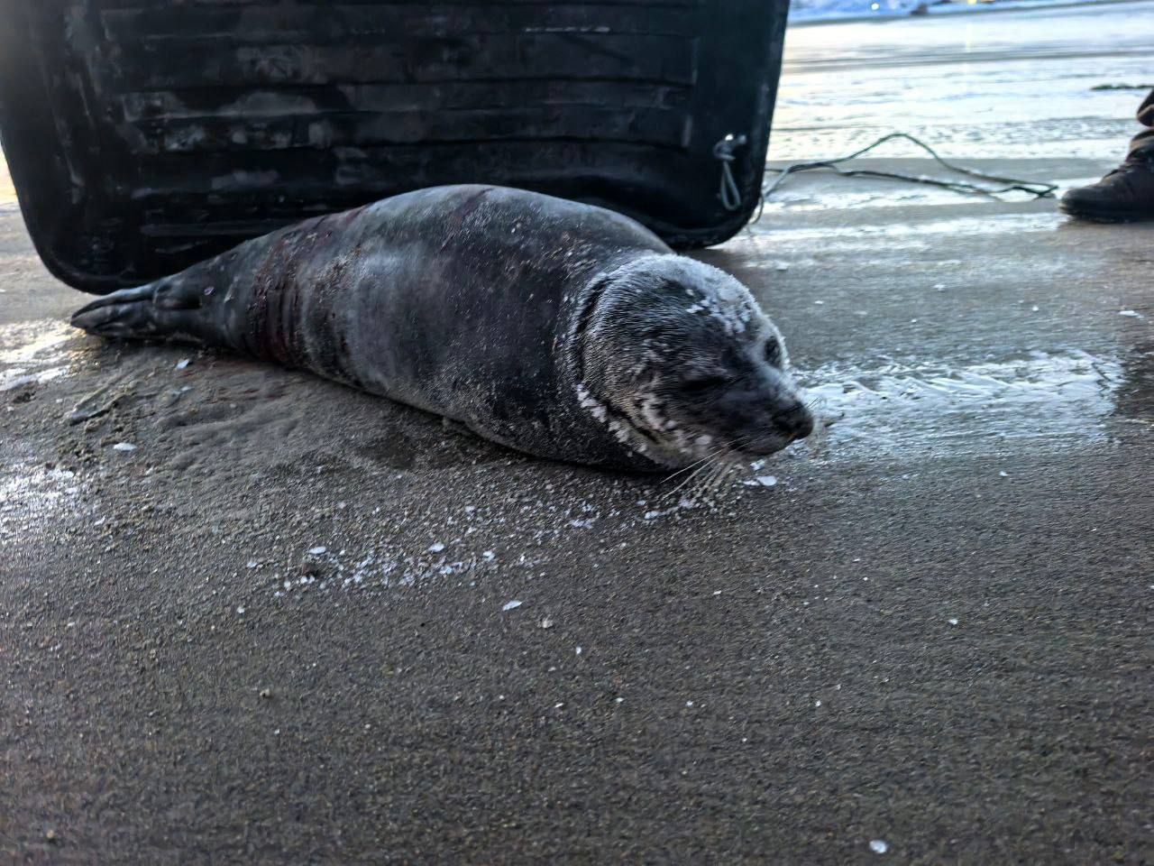 Покусанного до крови тюленя обнаружили на берегу вблизи Териберки в Мурманской области