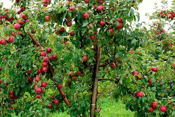 Яблоня Легенда: идеальный выбор для вашего сада в 2025 году