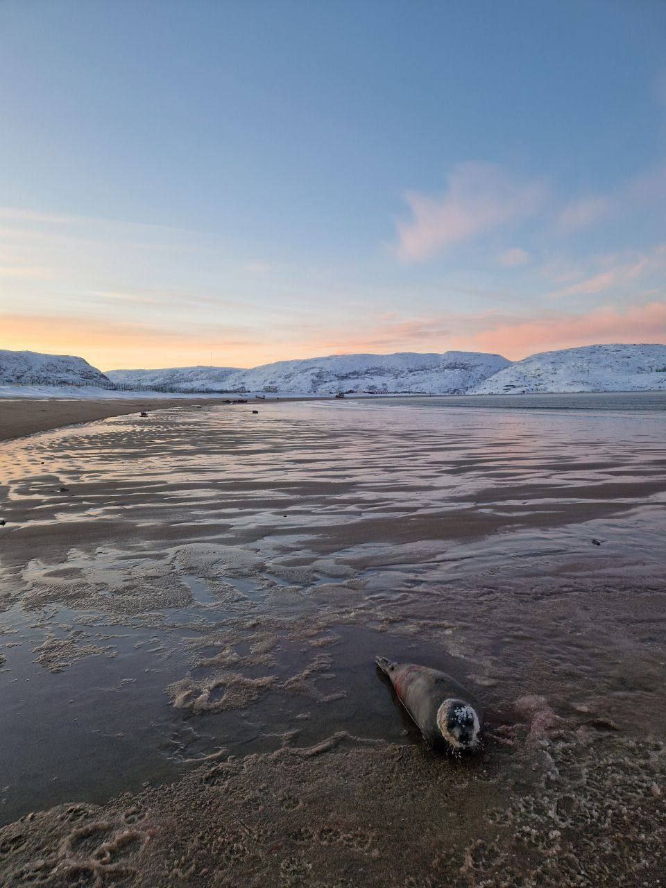 Покусанного до крови тюленя обнаружили на берегу вблизи Териберки в Мурманской области Покусанного до крови тюленя обнаружили на берегу вблизи Териберки в Мурманской области
