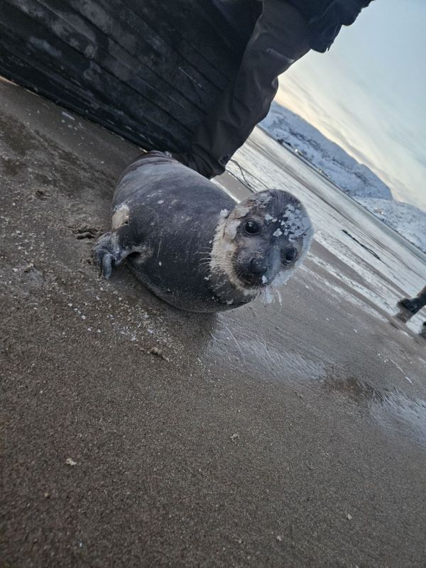 «Не пугайся. Замёрз, бедняга?»