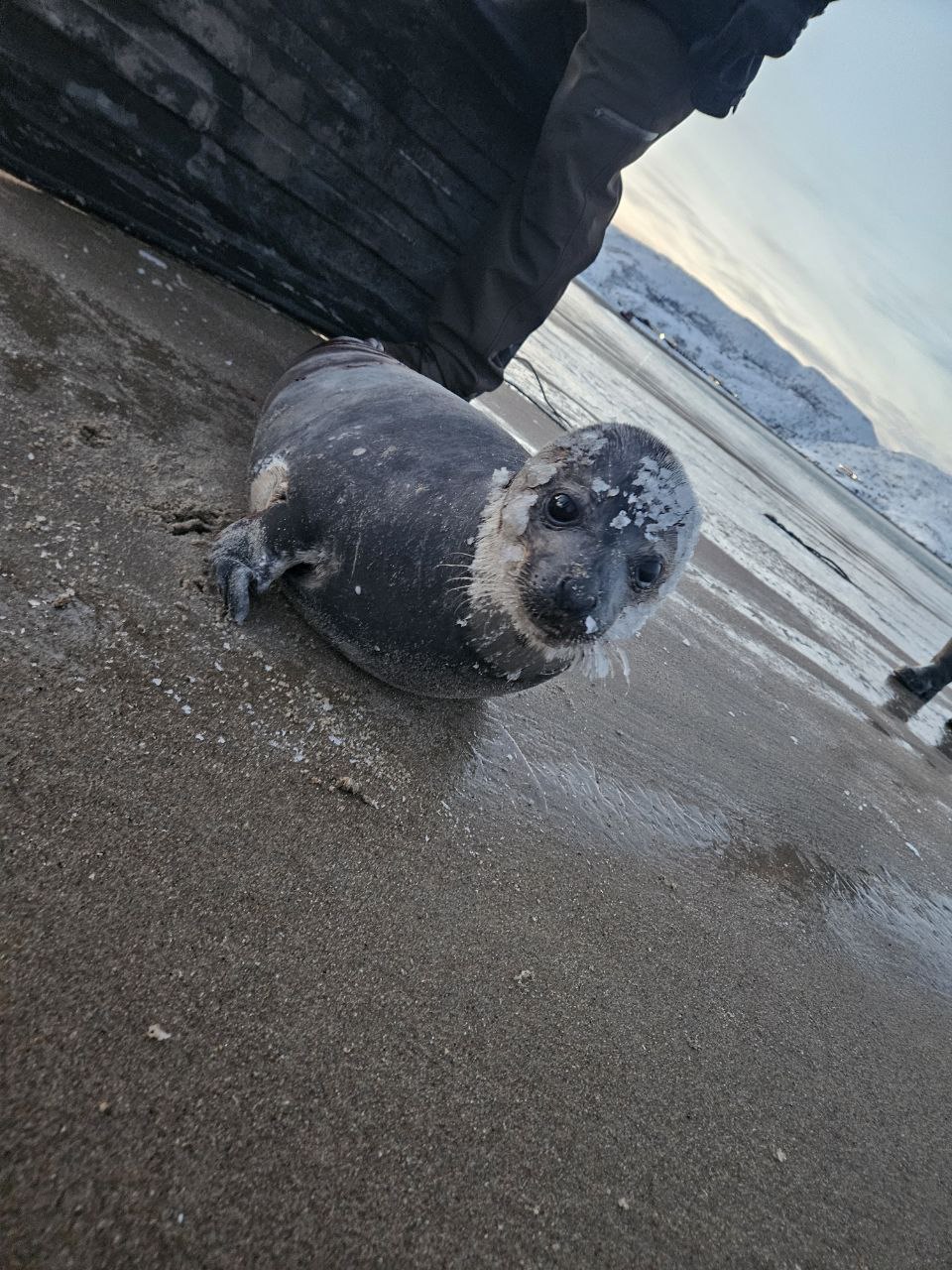 «Не пугайся. Замёрз, бедняга?»