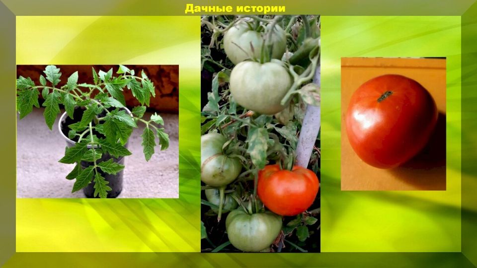 Томат "Монгольский карлик": подходящий выбор для дачников