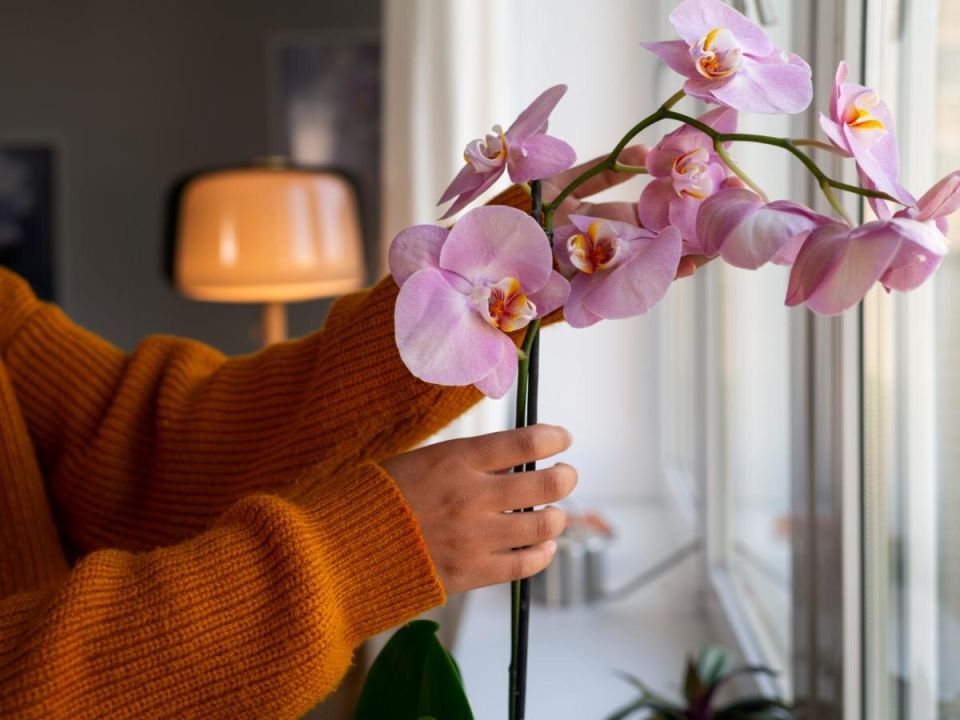 Зимний уход за орхидеями: как избежать ошибок и сохранить здоровье цветов