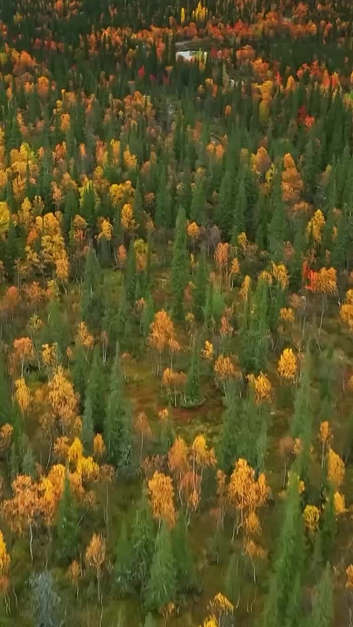 Осень в Хибинах: золото северных гор