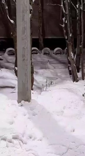 Доброе утро, Заполярье!. В Мончегорске заметили пушистого гостя – прямо посреди города засняли зайца