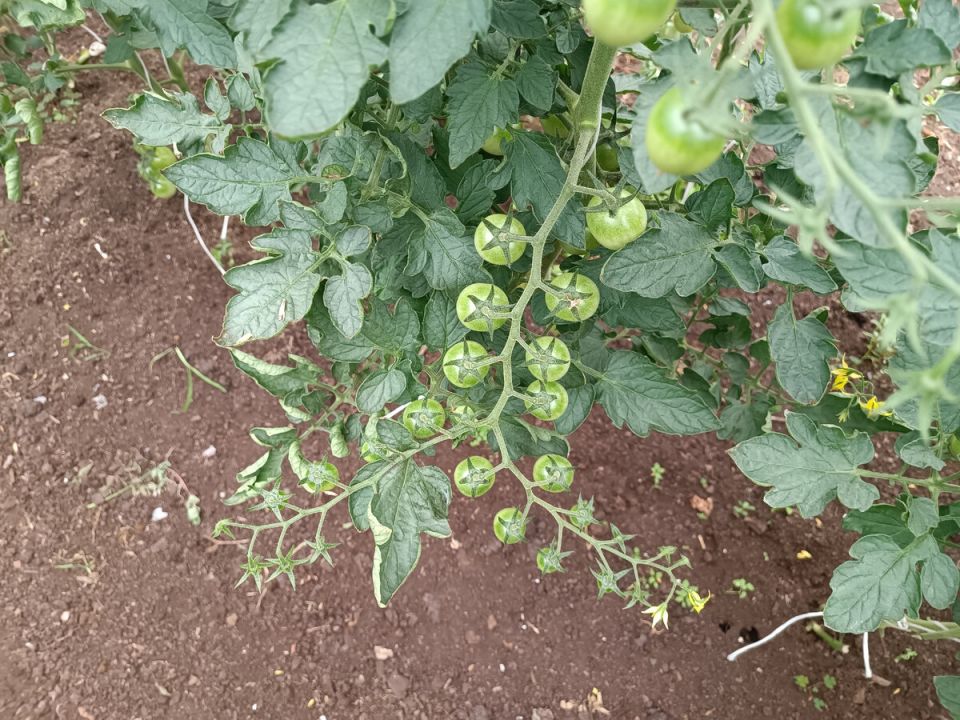 Как правильно ухаживать за томатами: секреты для активного роста плодов