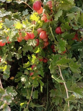 Крыжовник в удачном урожае: как преобразовать ягоды в компот на зиму